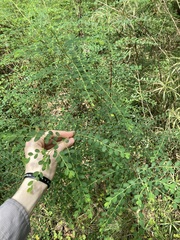 Phyllanthus gunnii