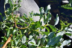 Salix jenisseensis