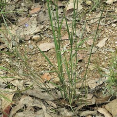 Dichelachne micrantha