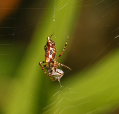 Cyclosa