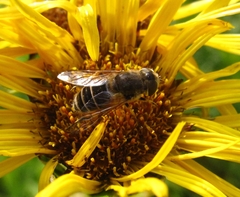 Eristalis arbustorum