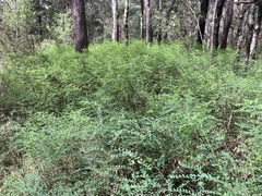 Phyllanthus gunnii