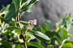 Salix jenisseensis