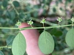 Phyllanthus gunnii