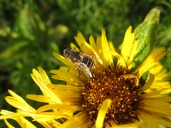 Eristalis arbustorum