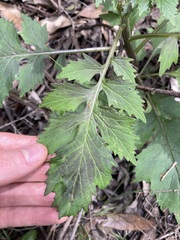 Erechtites valerianifolius