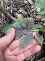 Erechtites valerianifolius