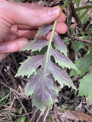 Erechtites valerianifolius