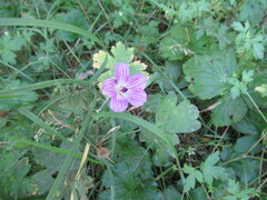Geranium wlassovianum