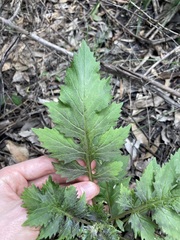 Erechtites valerianifolius