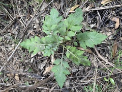 Erechtites valerianifolius
