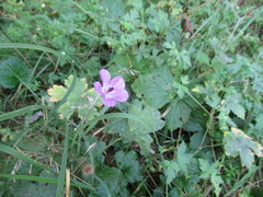 Geranium wlassovianum