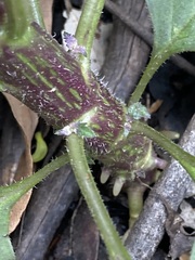 Erechtites valerianifolius