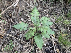 Erechtites valerianifolius
