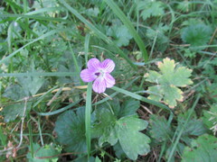 Geranium wlassovianum