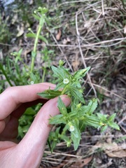 Gratiola pedunculata