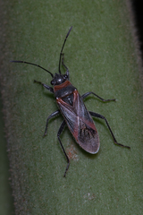 Arocatus rusticus