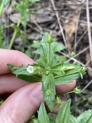 Gratiola pedunculata