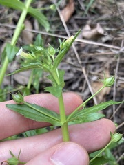 Gratiola pedunculata