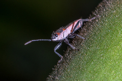 Arocatus rusticus