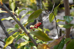 Agarista salicifolia