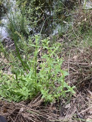 Gratiola pedunculata