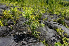 Agarista salicifolia