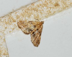 Elophila turbata