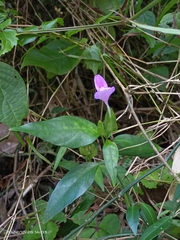Dicliptera tinctoria