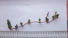 Lampranthus debilis