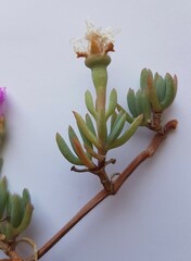 Lampranthus debilis