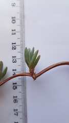 Lampranthus debilis