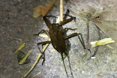 Laccotrephes japonensis