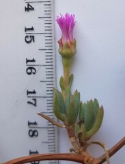 Lampranthus debilis