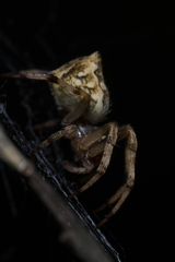 Salsa brisbanae