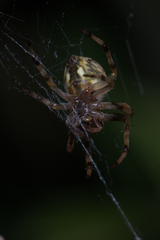 Salsa brisbanae