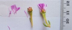 Lampranthus debilis