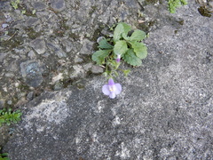 Mazus fauriei