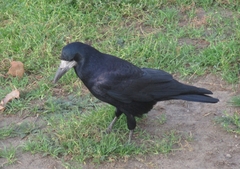 Corvus frugilegus
