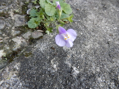 Mazus fauriei