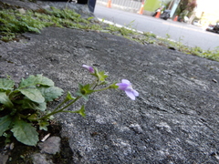 Mazus fauriei