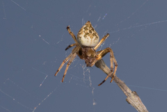 Salsa brisbanae