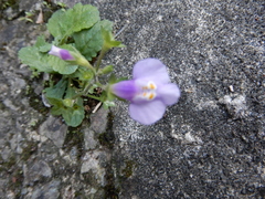 Mazus fauriei