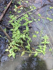 Gratiola pedunculata