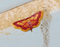 Idaea muricata