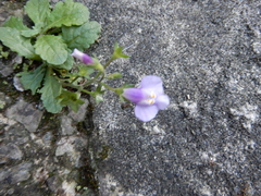 Mazus fauriei