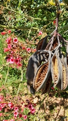 Brachychiton discolor