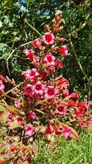 Brachychiton discolor