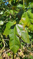 Brachychiton discolor