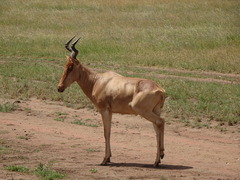 Alcelaphus buselaphus cokii